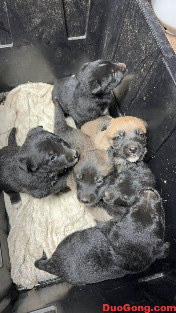 圖片[4]-灣區出牧羊犬與邊牧的小狗狗-多工網