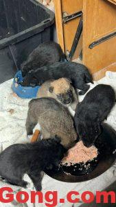 灣區(qū)出牧羊犬與邊牧的小狗狗-多工網(wǎng)