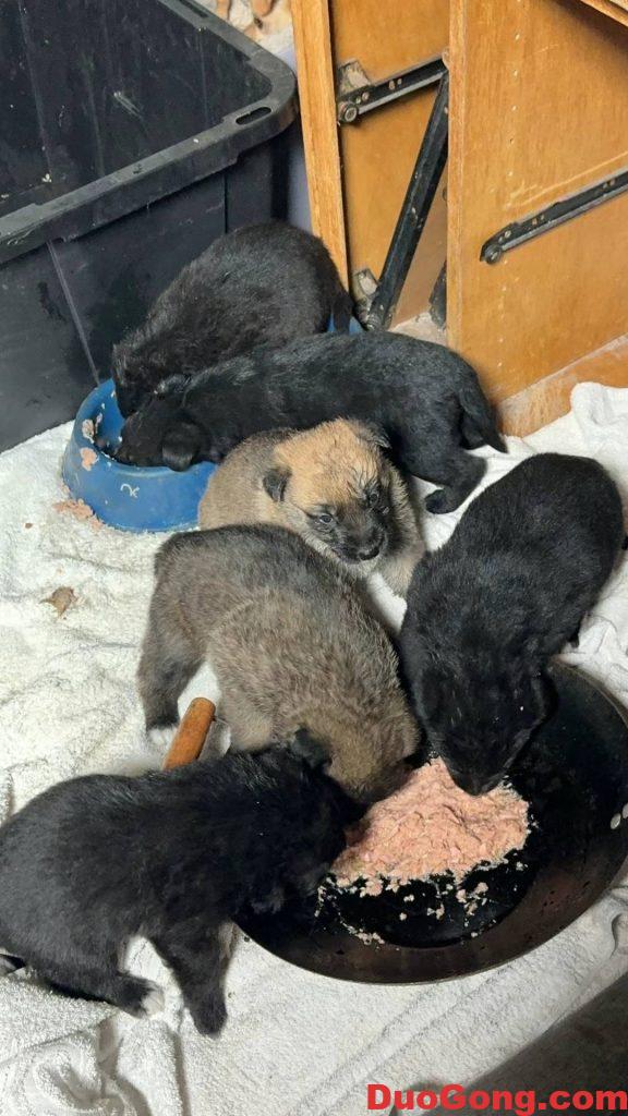 圖片[1]-灣區出牧羊犬與邊牧的小狗狗-多工網